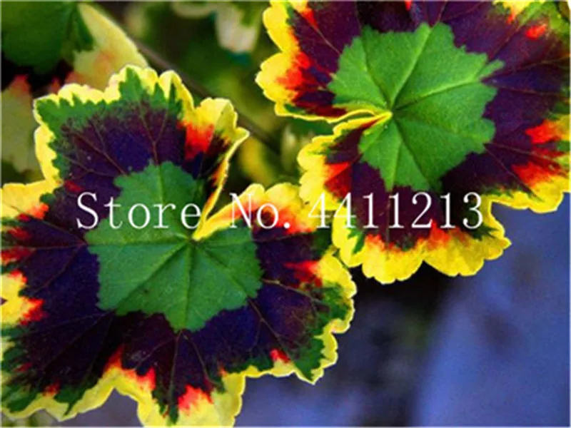 100 Pcs Rare True Geranium bonsai Mixed Color Flower Potted Balcony Planting Seasons Pelargonium Potted bonsai For Indoor garden
100 Pcs Rare True Geranium bonsai Mixed Color Flower Potted Balcony Planting Seasons Pelargonium Potted bonsai For Indoor garden