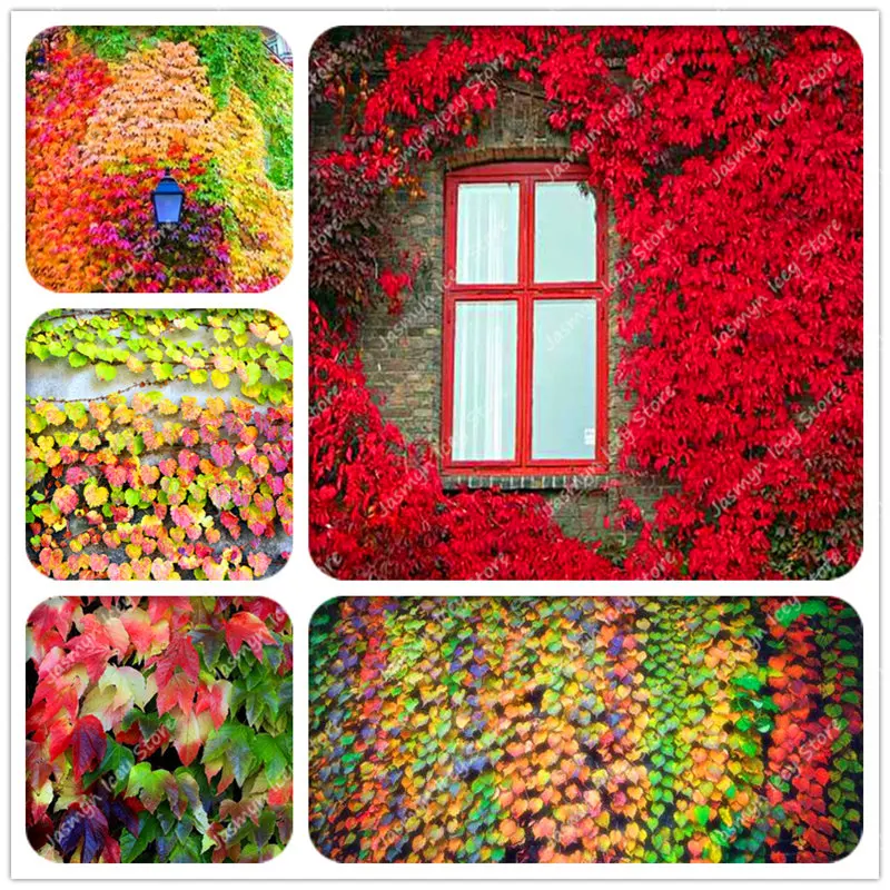 50 Pcs/bag Rare Multicolor Parthenocissus Perennial Bonsai Outdoor Creepers Ivy Flower Climbing Plants DIY for Home House Wall
50 Pcs/bag Rare Multicolor Parthenocissus Perennial Bonsai Outdoor Creepers Ivy Flower Climbing Plants DIY for Home House Wall