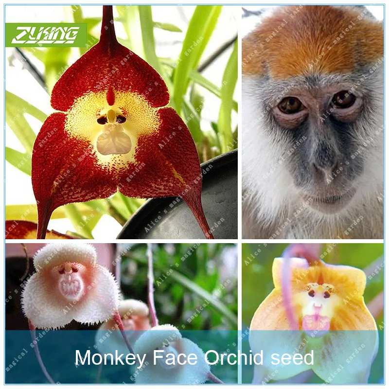 ZLKING 50 Pieces Monkey Face Orchids Bonsai Rare Rlower Mix Indoor Plant Pot Stand
ZLKING 50 Pieces Monkey Face Orchids Bonsai Rare Rlower Mix Indoor Plant Pot Stand