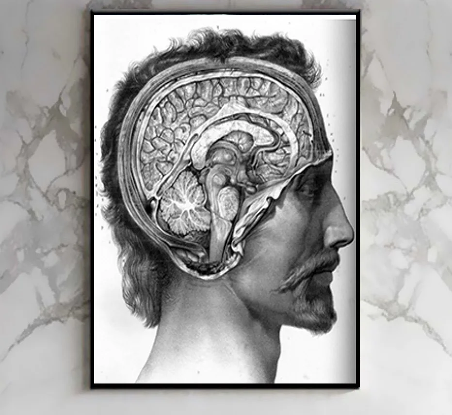 Vintage Brain Anatomical Drawings Poster Canvas Painting DIY Wall Paper Posters Home Decor Gift
Vintage Brain Anatomical Drawings Poster Canvas Painting DIY Wall Paper Posters Home Decor Gift