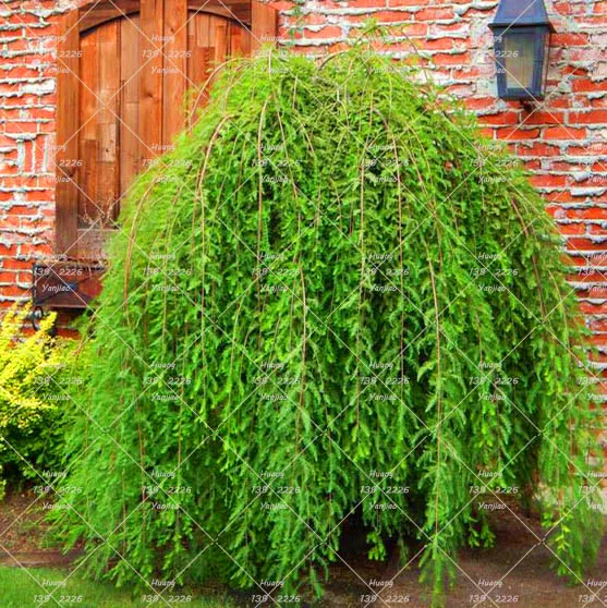 20PCS Weeping Cypress plant Courtyard Tree plant Perennials Landscape And Gardenin Decorated Home Garden
20PCS Weeping Cypress plant Courtyard Tree plant Perennials Landscape And Gardenin Decorated Home Garden