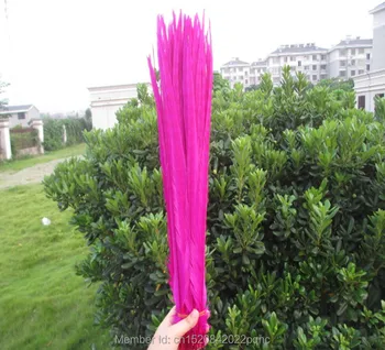 sell 50pcs /lot Beautiful rose pheasant feather 40-45 cm /16-18 inch DIY handwork ornaments feather 
sell 50pcs /lot Beautiful rose pheasant feather 40-45 cm /16-18 inch DIY handwork ornaments feather