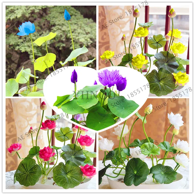 water lily Garden Aquatic plants Water Plants Midnight Blue Lotus ,bonsai plant for office,tea table,balcony,5pcs.
water lily Garden Aquatic plants Water Plants Midnight Blue Lotus ,bonsai plant for office,tea table,balcony,5pcs.