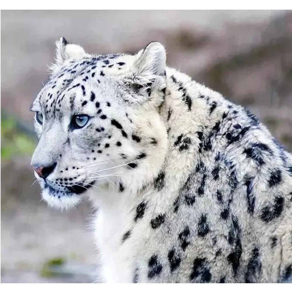 5DDiamond Embroidery Cross Stitch Animal Beautiful Snow Leopard Square Full Diamond Mosaic Picture Pasted Needlework Decor
5DDiamond Embroidery Cross Stitch Animal Beautiful Snow Leopard Square Full Diamond Mosaic Picture Pasted Needlework Decor