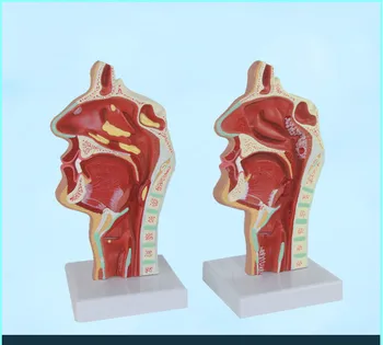Life Size Teaching Simulation Nasal Throat Anatomy Rhinitis Model Nasopharyngeal ENT Medial Vascular Nerve Teaching Aids Model
Life Size Teaching Simulation Nasal Throat Anatomy Rhinitis Model Nasopharyngeal ENT Medial Vascular Nerve Teaching Aids Model