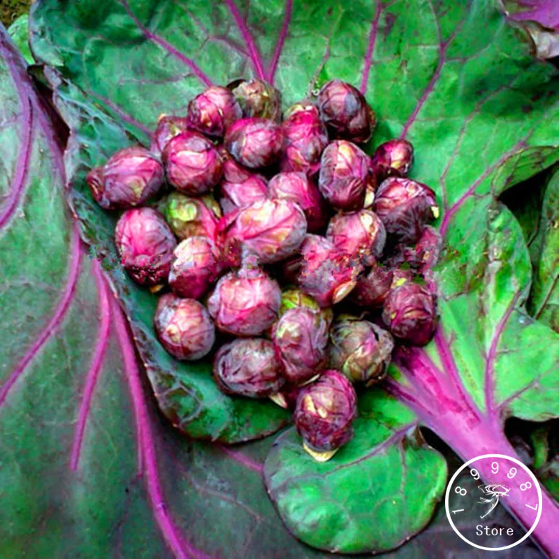 Big Sale!Purple Thousand-headed cabbage bonsai brussels sprouts cabbage mini vegetable garden gift * 10 pcs/Bag,#9XTTNY
Big Sale!Purple Thousand-headed cabbage bonsai brussels sprouts cabbage mini vegetable garden gift * 10 pcs/Bag,#9XTTNY