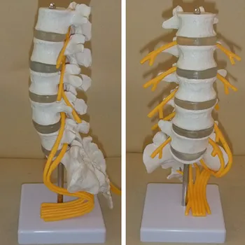 five Section lumbar model spine with caudal equina nerve lumbar spine disc model Spine Chiropractic skeleton model
five Section lumbar model spine with caudal equina nerve lumbar spine disc model Spine Chiropractic skeleton model