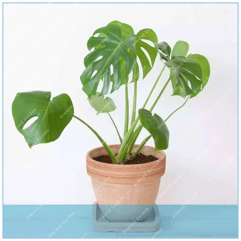 ZLKING 2018 New 50 pcs/pack Monstera deliciosa Liebm Bonsai For Home Garden Flower
ZLKING 2018 New 50 pcs/pack Monstera deliciosa Liebm Bonsai For Home Garden Flower