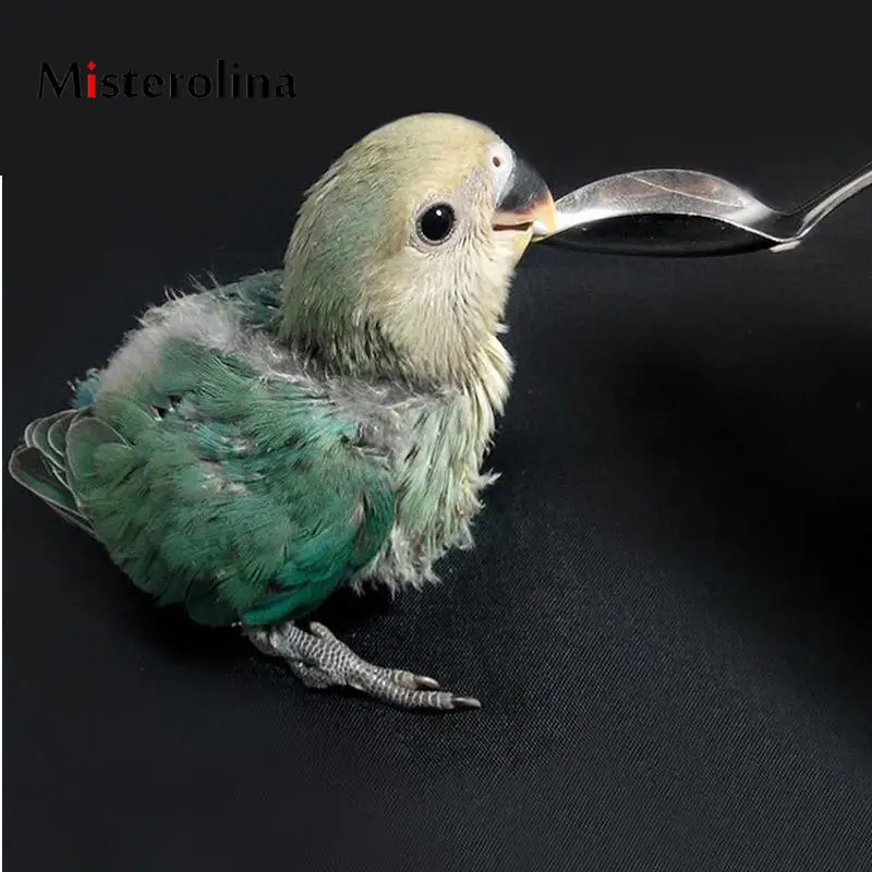 Misterolina Practical Feeding Spoon Stainless Steel Pet Feeding Tool Water Milk Spoon For Bird Parrot Chick
Misterolina Practical Feeding Spoon Stainless Steel Pet Feeding Tool Water Milk Spoon For Bird Parrot Chick