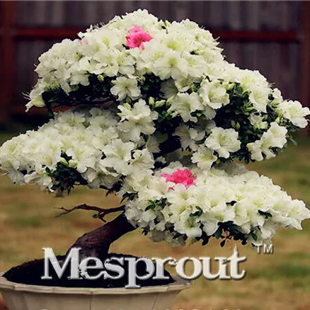 100 Pcs/bag Japanese Azalea Bonsai,rhododendron Azalea,azalea Flower Bonsai Tree Plants DIY Plant Home Garden Easy To Grow
100 Pcs/bag Japanese Azalea Bonsai,rhododendron Azalea,azalea Flower Bonsai Tree Plants DIY Plant Home Garden Easy To Grow