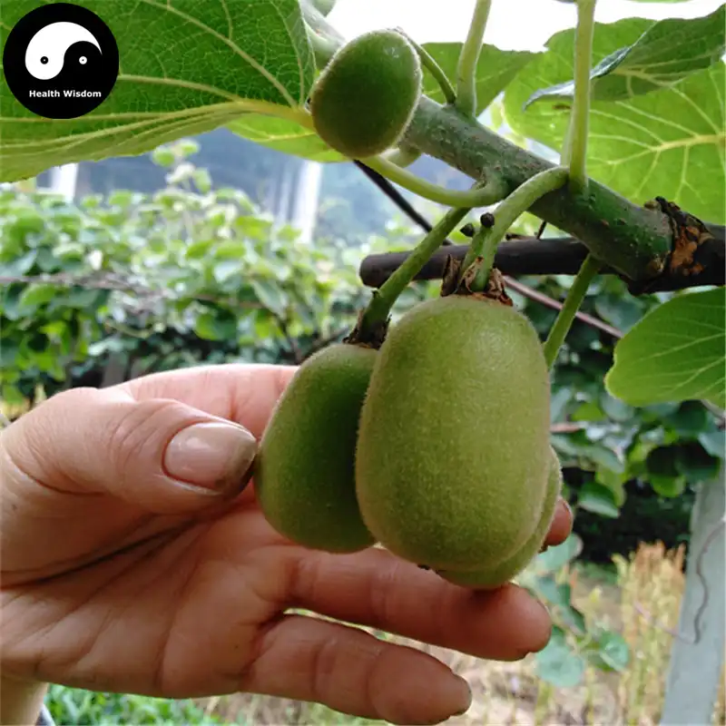 Kiwi Fruit Tree Te 60pcs Plant Actinidia Chinensis For