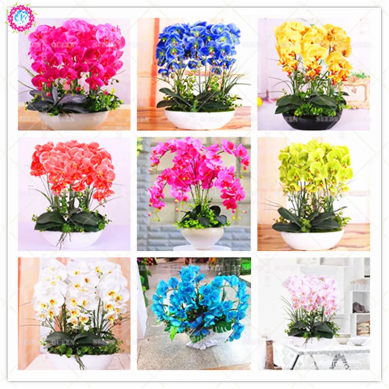 100pcs Mixed Phalaenopsis Beautiful Pink Bonsai Flower Ornamental Boat Orchid Plants Room Decoration Best Packaging
100pcs Mixed Phalaenopsis Beautiful Pink Bonsai Flower Ornamental Boat Orchid Plants Room Decoration Best Packaging