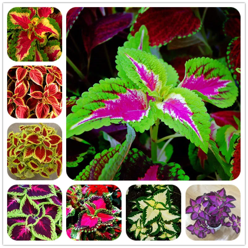 Hot Sale 100Pcs Begonia Bonsai Flower Plant for Plant Home Garden Courtyard Balcony Coleus Potted Plant Semenatsvety Room Flower
Hot Sale 100Pcs Begonia Bonsai Flower Plant for Plant Home Garden Courtyard Balcony Coleus Potted Plant Semenatsvety Room Flower