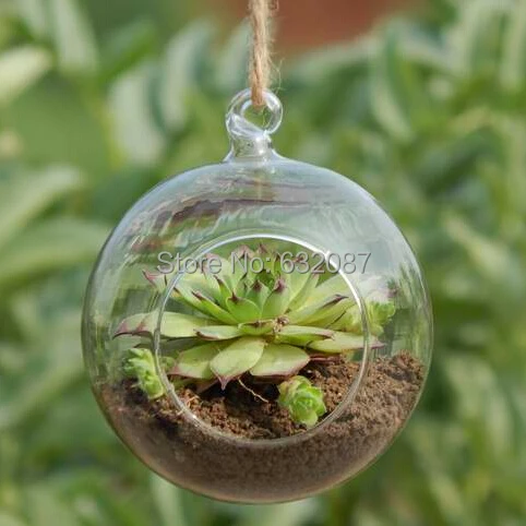 Diameter=12cm Transparent Glass Ball Terrarium Home Decoration Creative Hanging DIY Glass Vase TOp Popular Glass Terrarium
Diameter=12cm Transparent Glass Ball Terrarium Home Decoration Creative Hanging DIY Glass Vase TOp Popular Glass Terrarium