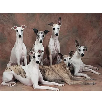 Diy 5D Diamond Painting Whippet Dog Animal Diamond Embroidery Cross Stitch Full Pattern Cute Pet Mosaic Needlework Art Crafts
Diy 5D Diamond Painting Whippet Dog Animal Diamond Embroidery Cross Stitch Full Pattern Cute Pet Mosaic Needlework Art Crafts