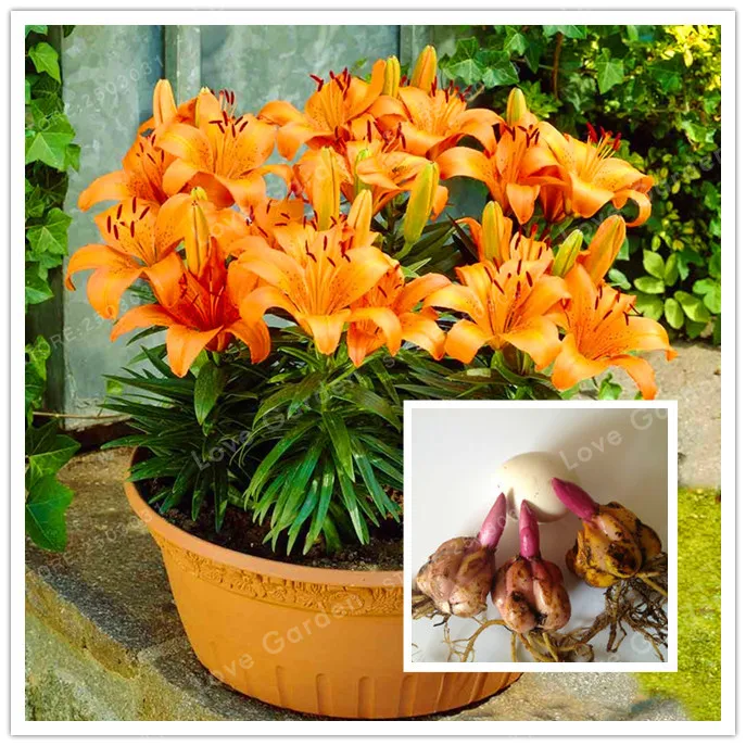 2 Bulb Orange Perfume Lilies (Not Bonsai) , Rare Flower Garden Plant , Balcony Bonsai Courtyard Plant Flowers Lily
2 Bulb Orange Perfume Lilies (Not Bonsai) , Rare Flower Garden Plant , Balcony Bonsai Courtyard Plant Flowers Lily