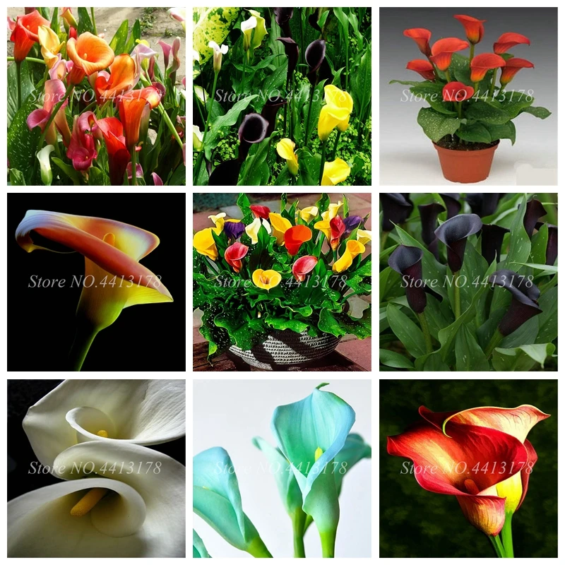 200 pcs/ bag Calla Lily Bonsai Imported From Holland Calla Lily -Rare Plants Flowers Home Gardening DIY Garden Supplies
200 pcs/ bag Calla Lily Bonsai Imported From Holland Calla Lily -Rare Plants Flowers Home Gardening DIY Garden Supplies