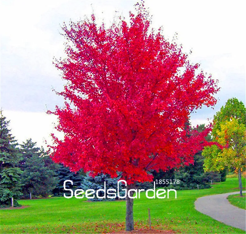 100 Pcs/Pack New Arrival!Red Japanese Maple Beautiful Plant Tree flores Bonsai Garden Decor DIY Plant Home
100 Pcs/Pack New Arrival!Red Japanese Maple Beautiful Plant Tree flores Bonsai Garden Decor DIY Plant Home