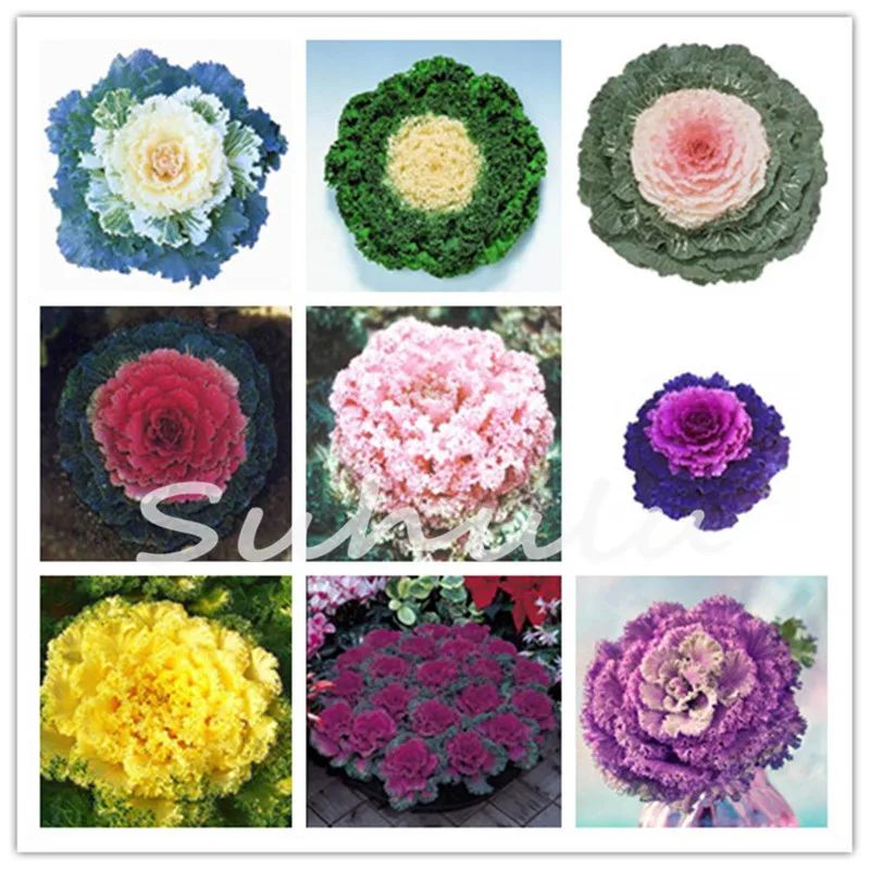 Brassica Oleracea Heirloom Vegetable Ornamental Kale 200 Pcs Flowering Cabbage Non-Gmo White Red Purple Colors Garden Planting
Brassica Oleracea Heirloom Vegetable Ornamental Kale 200 Pcs Flowering Cabbage Non-Gmo White Red Purple Colors Garden Planting