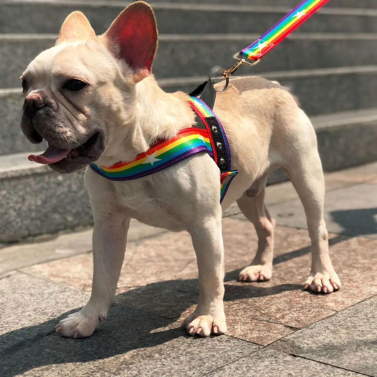 Pets Dog Leashes Harnesses Belt Tow Rope Method Explosion-proof Punching Chest Straps Rainbow Type Puppy Harnesses Leashes
Pets Dog Leashes Harnesses Belt Tow Rope Method Explosion-proof Punching Chest Straps Rainbow Type Puppy Harnesses Leashes