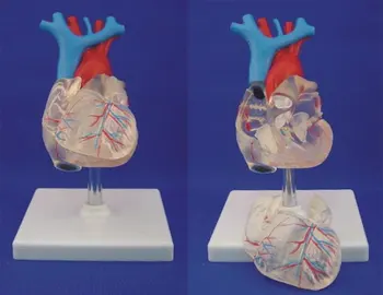 1:1 Life Size Human Anatomical Heart Anatomy Transparent Heart Anatomy Model Teaching Medical Science Educational Supplies
1:1 Life Size Human Anatomical Heart Anatomy Transparent Heart Anatomy Model Teaching Medical Science Educational Supplies