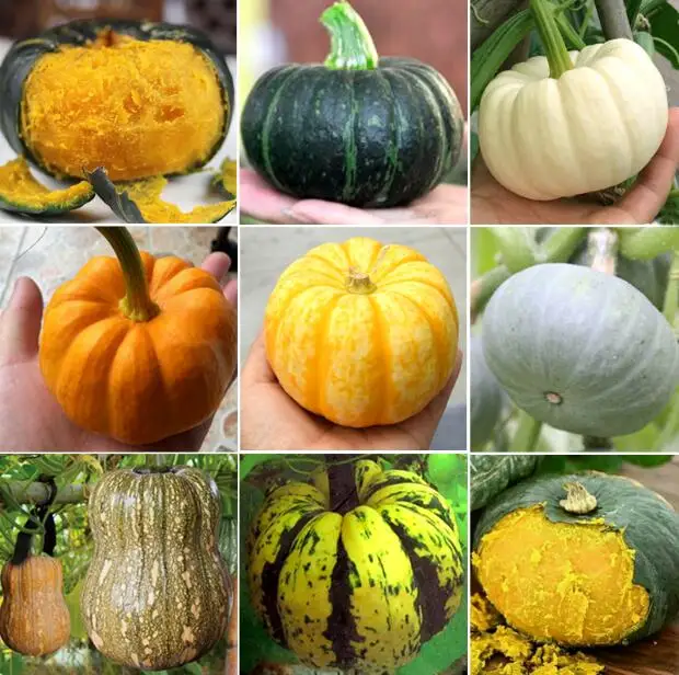 20pcs bonsai Rare pumpkin Various shapes novel Pumpkin Seeds Healthy Lovely Sweet pumpkin Organic Non-GMO vegetables
20pcs bonsai Rare pumpkin Various shapes novel Pumpkin Seeds Healthy Lovely Sweet pumpkin Organic Non-GMO vegetables