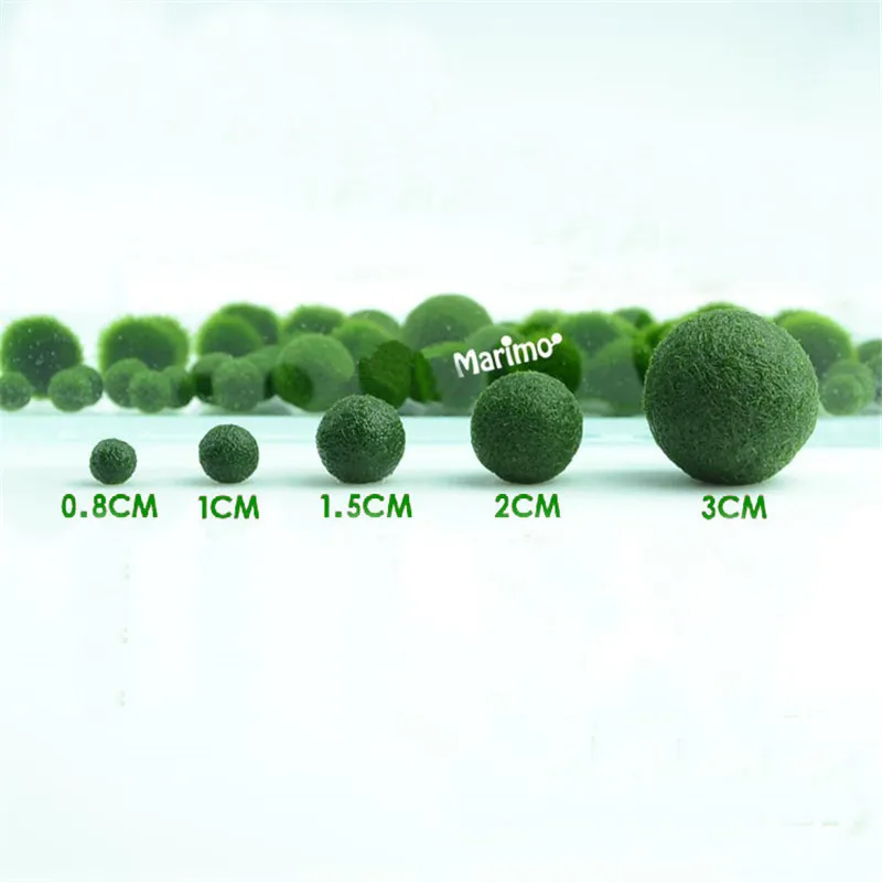 XBJ031 Japan Marimo Moss Ball 1pc Aegagropila linnaei Syn. Cladophora aegagropila, Aquarium Aquatic Plant for Terrarium
XBJ031 Japan Marimo Moss Ball 1pc Aegagropila linnaei Syn. Cladophora aegagropila, Aquarium Aquatic Plant for Terrarium