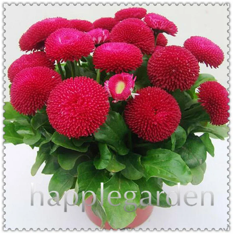 200 pcs/lot Daisy plants Balcony Bonsai Flower plants Mixed Colors Daisy plant Family Potted Plants DIY Home & Garden Decoration
200 pcs/lot Daisy plants Balcony Bonsai Flower plants Mixed Colors Daisy plant Family Potted Plants DIY Home & Garden Decoration