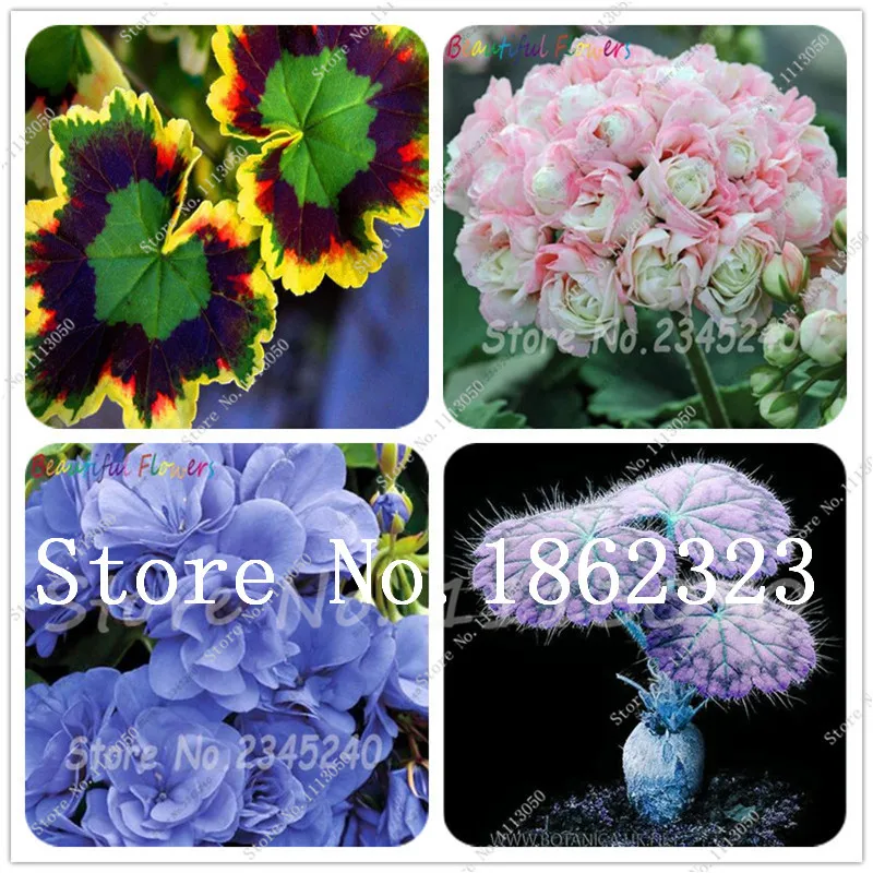 30 Pcs/Pack Rare Blue Geranium bonsai Perennial Rare Flower bonsai For Indoor Rooms Bonsai Potted Flower Elegant Mix-Color
30 Pcs/Pack Rare Blue Geranium bonsai Perennial Rare Flower bonsai For Indoor Rooms Bonsai Potted Flower Elegant Mix-Color