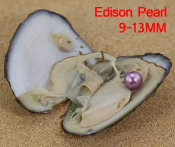 Grade AAAA Quality Edison Freshwater Oysters 9-13MM Big Pearl Oyster Real Edison Pearl in Freshwater Shells FP010
Grade AAAA Quality Edison Freshwater Oysters 9-13MM Big Pearl Oyster Real Edison Pearl in Freshwater Shells FP010