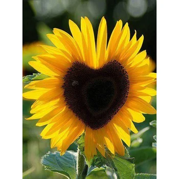 Full Square drill 5D DIY Diamond painting Love sunflower Diamond Embroidery Mosaic Cross Stitch Rhinestone decoration gift
Full Square drill 5D DIY Diamond painting Love sunflower Diamond Embroidery Mosaic Cross Stitch Rhinestone decoration gift