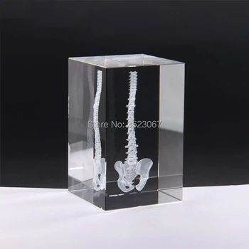 human skeleton anatomical modelCrystal Skull Figure Statue in trauma anatomy skeleton anatomical brain medical training manikins
human skeleton anatomical modelCrystal Skull Figure Statue in trauma anatomy skeleton anatomical brain medical training manikins