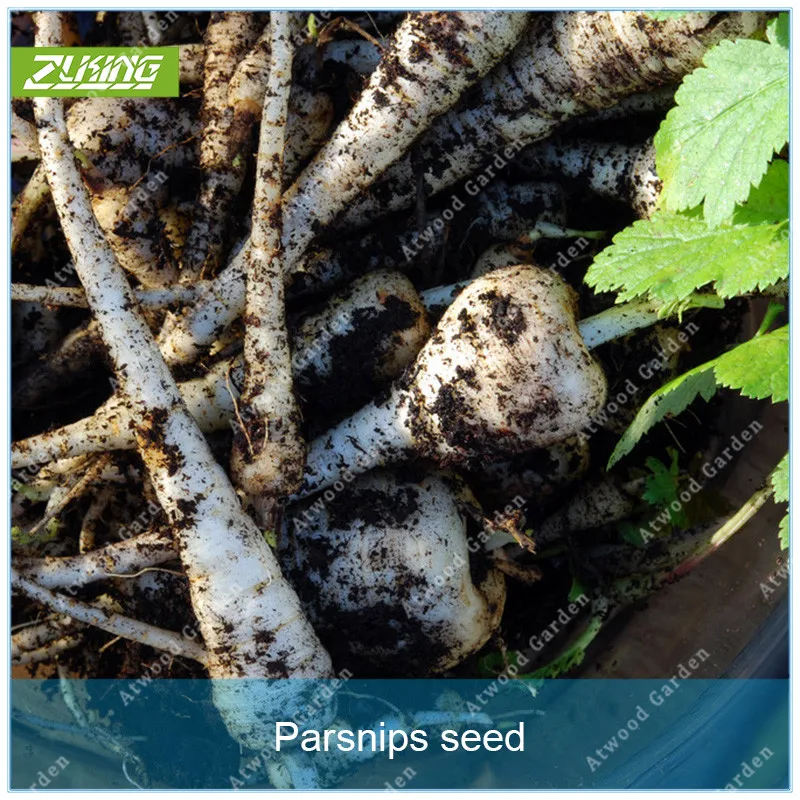 ZLKING 100pcs Parsnip Grass Bonsai Plants For Home Garden Fast Growing Garden Plants Living Organic
ZLKING 100pcs Parsnip Grass Bonsai Plants For Home Garden Fast Growing Garden Plants Living Organic
