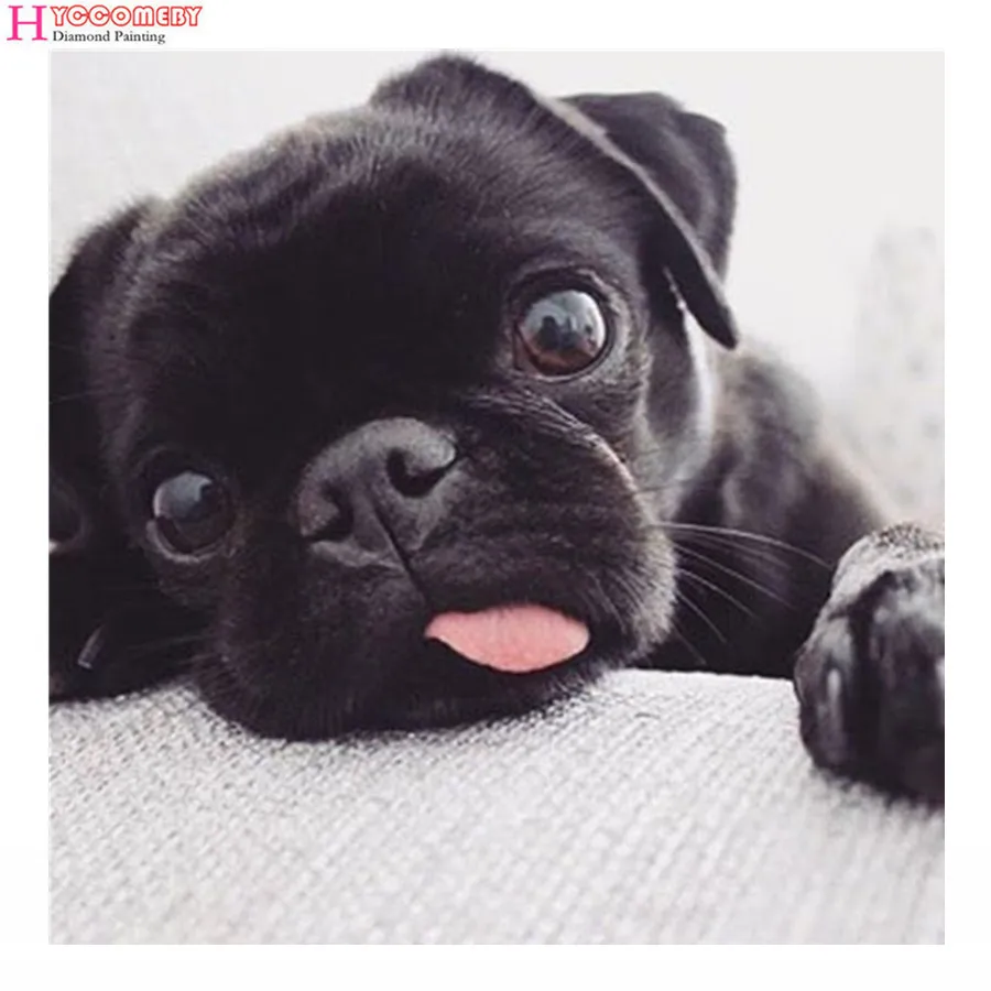Full Drill Diamond 5D DIY Diamond Painting" Animal Black Pug" Embroidery Cross Stitch Rhinestone Mosaic Painting home decor Gift
Full Drill Diamond 5D DIY Diamond Painting" Animal Black Pug" Embroidery Cross Stitch Rhinestone Mosaic Painting home decor Gift