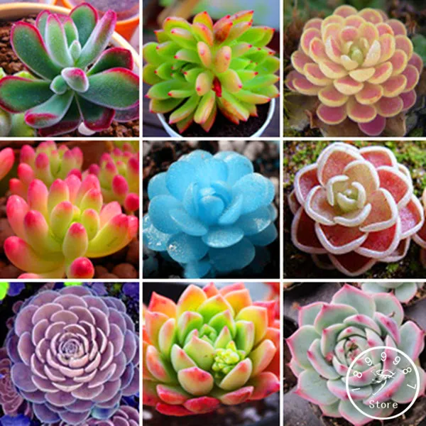 200 Pcs Lithops Pseudotruncatella Living Stone Rare Succulent bonsai Home Garden Plant flores,#HTFUHE
200 Pcs Lithops Pseudotruncatella Living Stone Rare Succulent bonsai Home Garden Plant flores,#HTFUHE
