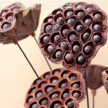 Natural Dry Lotus Original Decorative Flower Arranging Dried Flower Simulation Flower Home Decoration Wild Lotus Branches
Natural Dry Lotus Original Decorative Flower Arranging Dried Flower Simulation Flower Home Decoration Wild Lotus Branches