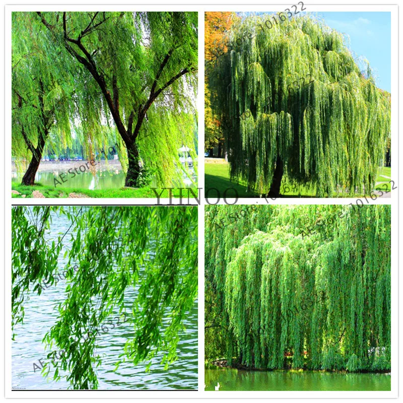 100pcs beautiful Fresh Giant garden decoration green Plant,Salix babylonica tree bonsai,willow tree flores
100pcs beautiful Fresh Giant garden decoration green Plant,Salix babylonica tree bonsai,willow tree flores