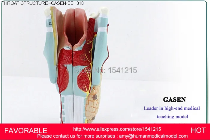 LARYNGEAL ANATOMY MODEL,THROAT ANATOMY ,MEDICAL ANATOMY MODEL,MEDICAL SUPPLIES OF LARYNGEAL STRUCTURE MODEL-GASEN-EBH010
LARYNGEAL ANATOMY MODEL,THROAT ANATOMY ,MEDICAL ANATOMY MODEL,MEDICAL SUPPLIES OF LARYNGEAL STRUCTURE MODEL-GASEN-EBH010