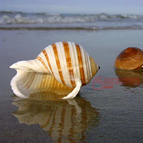 Natural Shell Sea Conch Snail Fish Tank Aquarium Decorations Roll Shellfish Breeding Shell Micro-landscape Succulent Flower Pot
Natural Shell Sea Conch Snail Fish Tank Aquarium Decorations Roll Shellfish Breeding Shell Micro-landscape Succulent Flower Pot