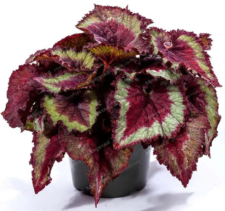 MIX Colors 100PCS Beautiful Begonia Flower Bonsai Flowers Potted Bonsai Garden Courtyard Balcony Coleus Home Garden Bonsai
MIX Colors 100PCS Beautiful Begonia Flower Bonsai Flowers Potted Bonsai Garden Courtyard Balcony Coleus Home Garden Bonsai