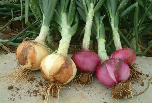 High Quality 200 Pcs onion Bonsai Concentrated Flavor Tender Crisp Green Vegetable Plants Small Home Garden Cultivation
High Quality 200 Pcs onion Bonsai Concentrated Flavor Tender Crisp Green Vegetable Plants Small Home Garden Cultivation