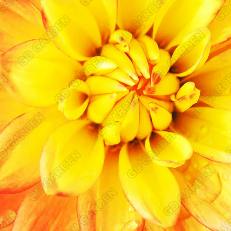 1PCS new arrived beautifu flower plant rainbow Dahlia bulbs the of perennial flower garden room flowers bonsai for garden
1PCS new arrived beautifu flower plant rainbow Dahlia bulbs the of perennial flower garden room flowers bonsai for garden