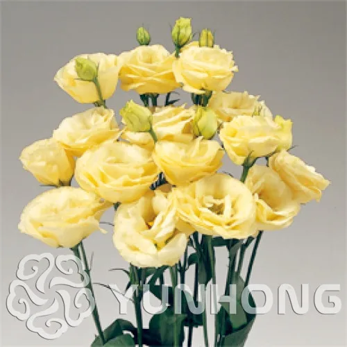 Hot Sale 8 Colors Available Eustoma Bonsai Perennial Flowering Plants Plants Potted Flowers Bonsai Lisianthus plant- 100 PCS
Hot Sale 8 Colors Available Eustoma Bonsai Perennial Flowering Plants Plants Potted Flowers Bonsai Lisianthus plant- 100 PCS