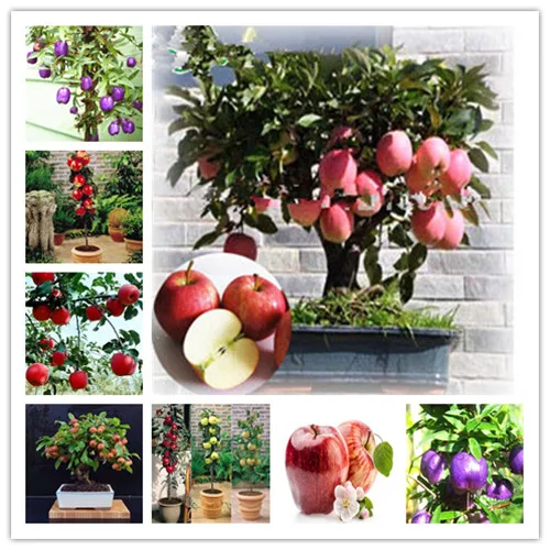 10Pcs Four Seasons potted Apple tree balcony vegetables fruits Bonsai plant DIY home garden ,Easy to grow
10Pcs Four Seasons potted Apple tree balcony vegetables fruits Bonsai plant DIY home garden ,Easy to grow