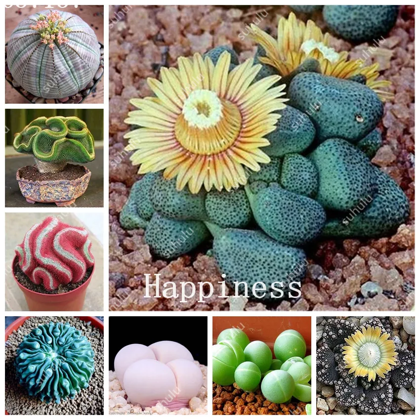 150 Pcs Rare Mix Succulent Planter Bonsai Lithops Bonsai Pseudotruncatella Living Stone Bonsai Garden Flower Cactus Plants Pot
150 Pcs Rare Mix Succulent Planter Bonsai Lithops Bonsai Pseudotruncatella Living Stone Bonsai Garden Flower Cactus Plants Pot