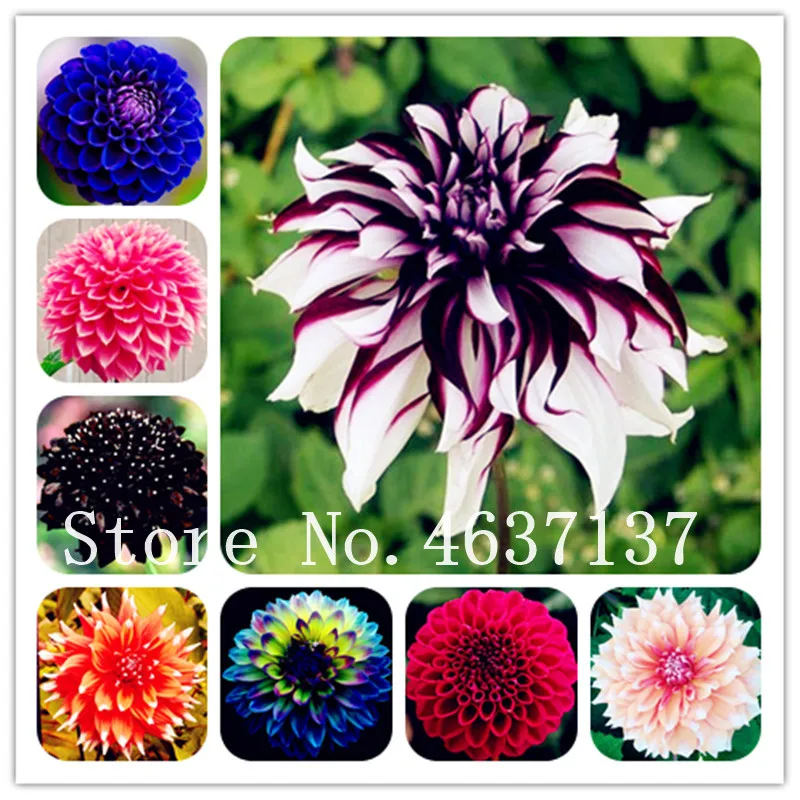 Hot Sale 100 Pcs Bright Beautiful Dahlia Flower Bonsai Heirloom Potted Dahlia Flower, Bonsai Plant for Home Garden DIY Potted
Hot Sale 100 Pcs Bright Beautiful Dahlia Flower Bonsai Heirloom Potted Dahlia Flower, Bonsai Plant for Home Garden DIY Potted