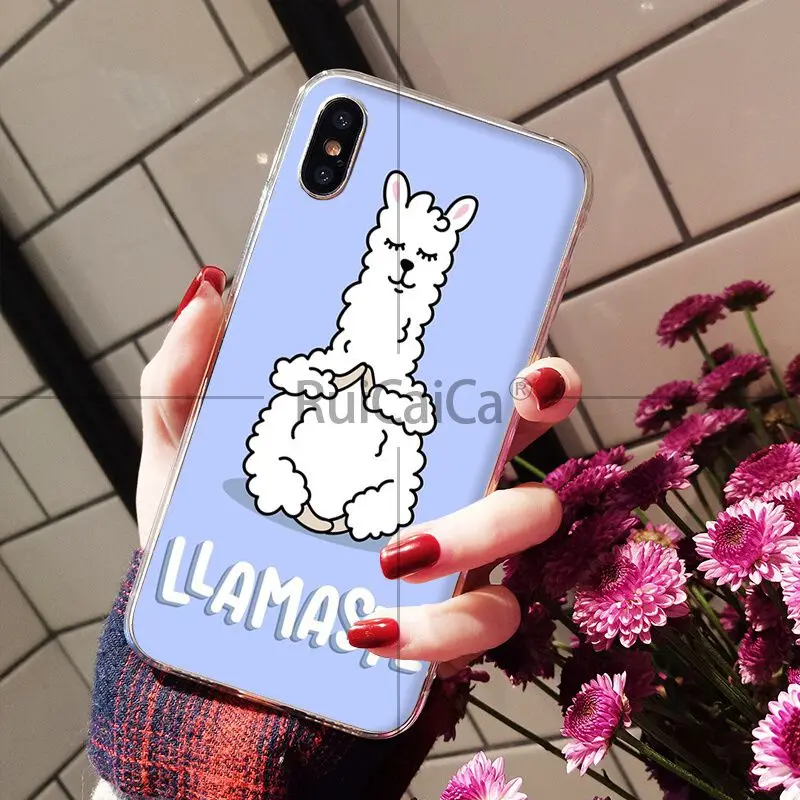 Lama Llama Alpacas Animal
