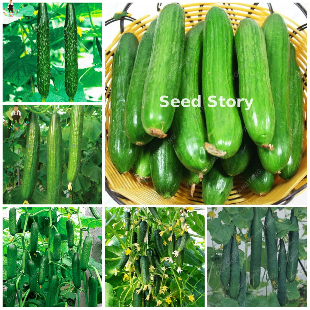 50pcs rare japanese mini cucumber Plants cucumber vegetable fruit Plantas organic floresling for home bonsai garden
50pcs rare japanese mini cucumber Plants cucumber vegetable fruit Plantas organic floresling for home bonsai garden
