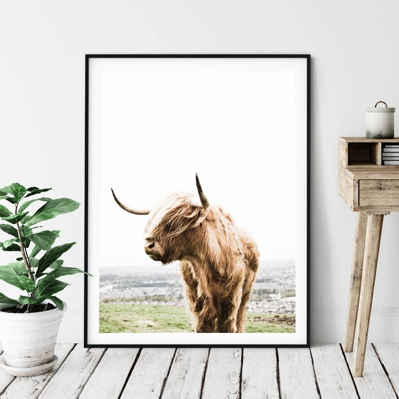 Highland Cow Poster Prints