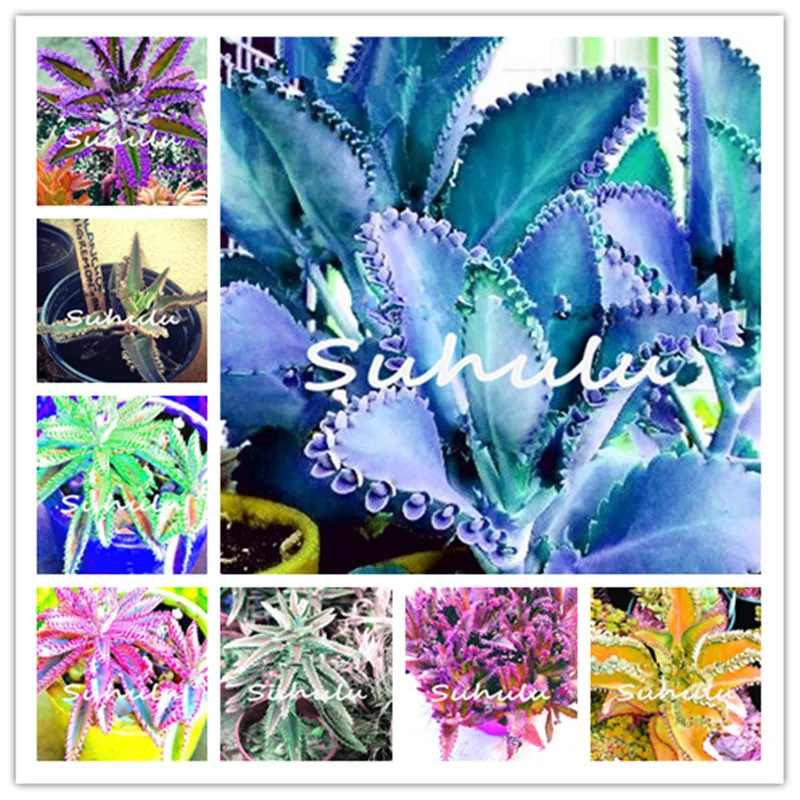Promotion ! 100 Pcs Bonsai Blue Longevity Flower Flores Kalanchoe Novel Plants For Diy Home Garden Four Seasons Flowering Plants
Promotion ! 100 Pcs Bonsai Blue Longevity Flower Flores Kalanchoe Novel Plants For Diy Home Garden Four Seasons Flowering Plants